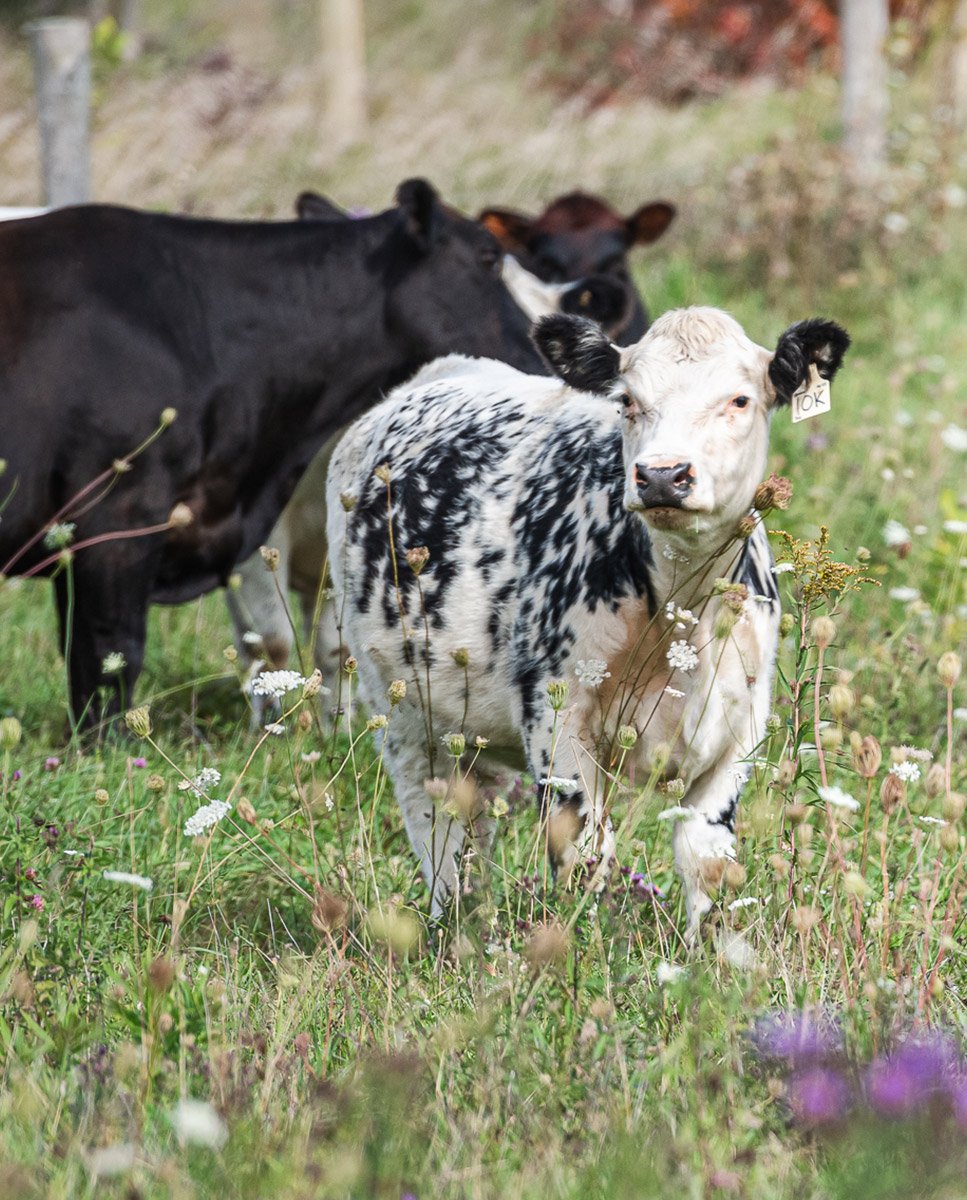 Three dairy cows in a pasture