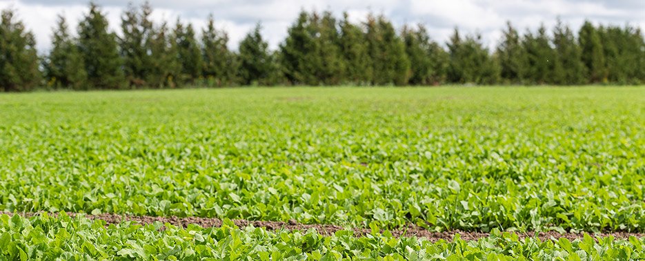 Winter cover crop