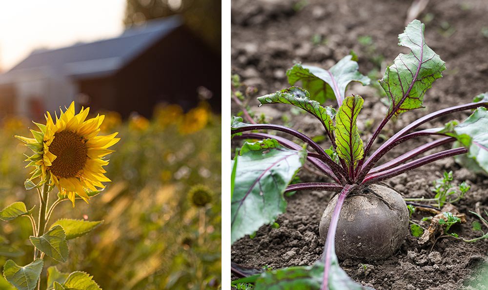 A beet in a garden